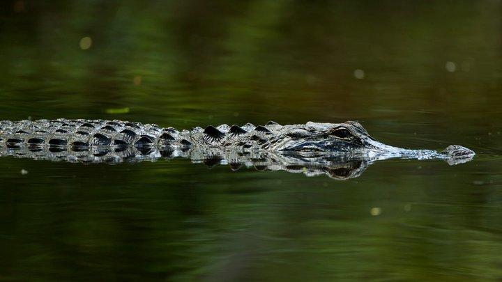Indicador alligator